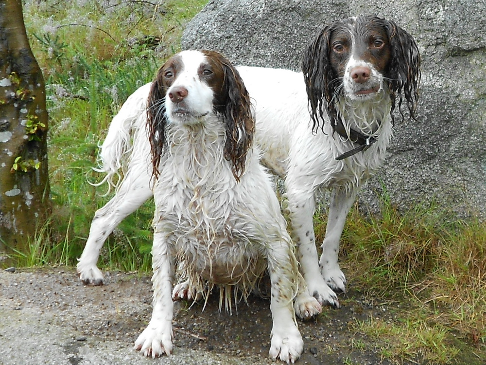 Lorca and Maisy took a dip! Springer Spaniel, wet dog, water, mountains, running, doggie, dog.
