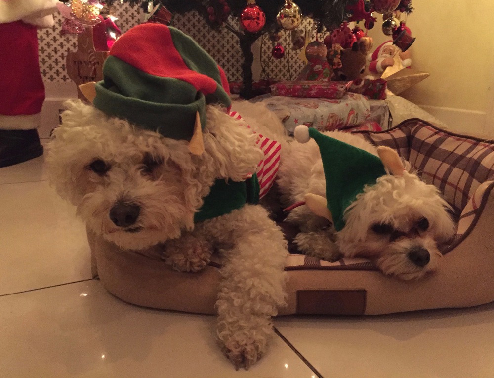 Christmas dogs, dogs, Christmas, Elf, Elf dog, Woof, Woof Doggie Day Care, Dublin, Ireland.