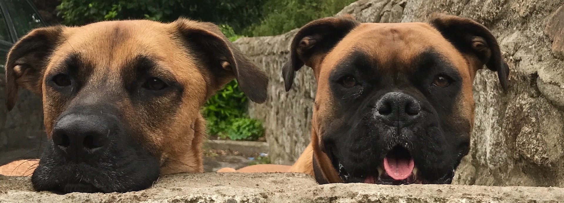 Dogs on Wall